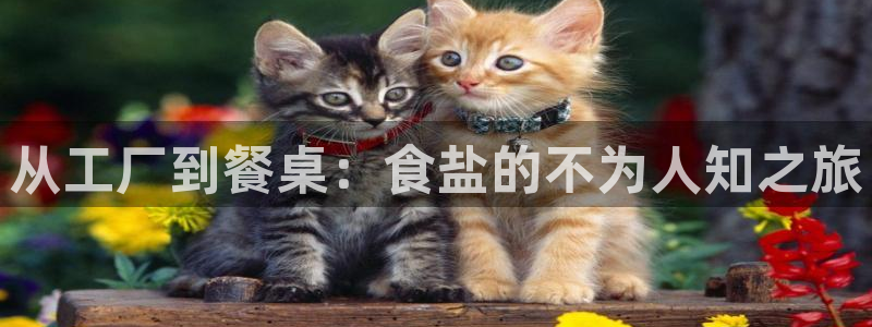 威九国际78mapp官网版下载