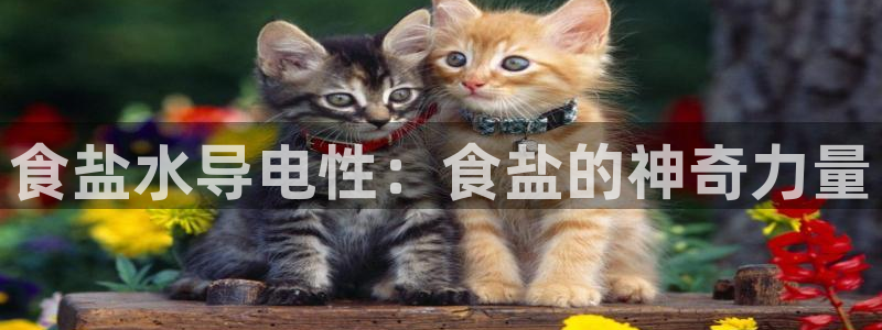 威九国际网站经常打不开怎么办